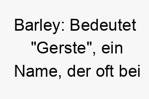 barley bedeutet gerste ein name der oft bei hunden mit hellen fellfarben verwendet wird 17312