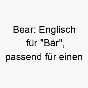 bear englisch fuer baer passend fuer einen grossen oder kraeftigen hund 17400