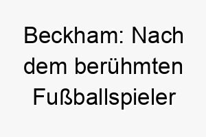 beckham nach dem beruehmten fussballspieler david beckham benannt ein guter name fuer einen sportlichen oder athletischen hund 17379