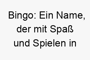 bingo ein name der mit spass und spielen in verbindung gebracht wird passend fuer einen verspielten und froehlichen hund 17348