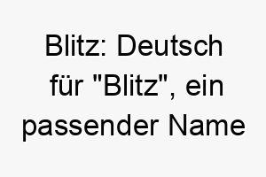 blitz deutsch fuer blitz ein passender name fuer einen schnellen oder energischen hund 17374