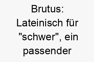 brutus lateinisch fuer schwer ein passender name fuer einen kraeftigen oder schweren hund 17367