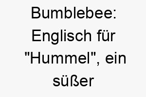 bumblebee englisch fuer hummel ein suesser name fuer einen kleinen flinken hund 17382