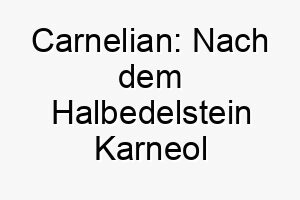 carnelian nach dem halbedelstein karneol benannt ideal fuer einen hund mit einer tiefen rotbraunen fellfarbe 17945