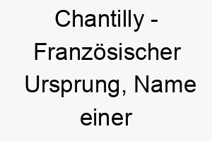 chantilly franzoesischer ursprung name einer stadt in frankreich bedeutung als hundename fuer einen eleganten feinen hund 13363