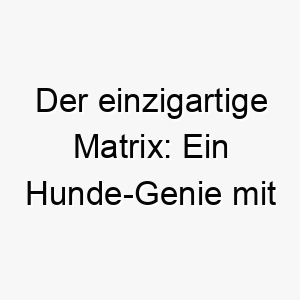 der einzigartige matrix ein hunde genie mit verblueffender intelligenz 22884