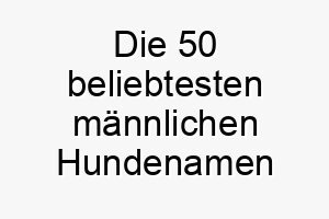 die 50 beliebtesten maennlichen hundenamen 26797 1