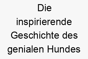 die inspirierende geschichte des genialen hundes tangent wo intelligenz und originalitaet auf vier pfoten treffen 26445