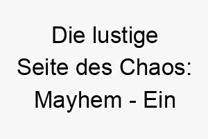 die lustige seite des chaos mayhem ein energiegeladener wirbelwind 22842