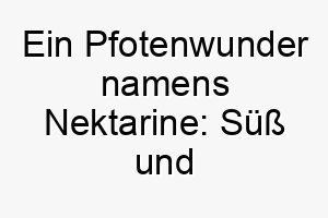 ein pfotenwunder namens nektarine suess und fruchtig wie ein liebevoller hund 23256