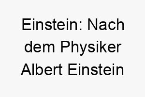 einstein nach dem physiker albert einstein benannt ein passender name fuer einen sehr klugen hund 18666