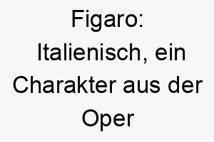 figaro italienisch ein charakter aus der oper der barbier von sevilla ein melodischer name ideal fuer einen geselligen oder unterhaltsamen hund 19419