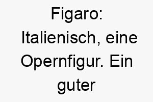 figaro italienisch eine opernfigur ein guter name fuer einen hund mit einem dramatischen und lebhaften charakter 19129