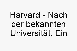 harvard nach der bekannten universitaet ein intellektueller name fuer einen klugen hund 20041