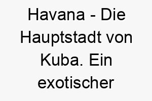 havana die hauptstadt von kuba ein exotischer name fuer einen hund mit einer lebhaften persoenlichkeit 19987