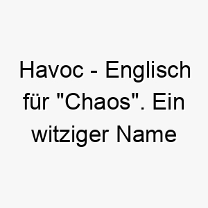 havoc englisch fuer chaos ein witziger name fuer einen frechen oder ungestuemen hund 19973