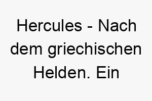 hercules nach dem griechischen helden ein starker maechtiger name fuer einen grossen oder kraeftigen hund 20078