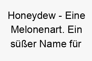 honeydew eine melonenart ein suesser name fuer einen liebenswerten hund 20029