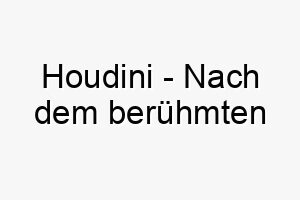 houdini nach dem beruehmten entfesselungskuenstler ein cleverer name fuer einen hund der gerne aus schwierigen situationen entkommt oder sich gerne versteckt 20047