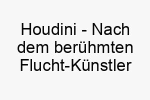 houdini nach dem beruehmten flucht kuenstler harry houdini ein guter name fuer einen hund der gerne aus komplizierten situationen entkommt 19963