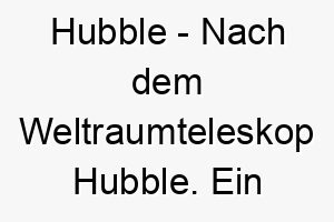 hubble nach dem weltraumteleskop hubble ein erhabener name fuer einen neugierigen hund oder einen hund mit grossem interesse an der welt 20007