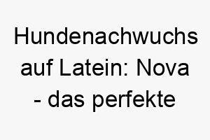 hundenachwuchs auf latein nova das perfekte wort fuer frisch adoptierte fellnasen 23111