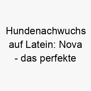 hundenachwuchs auf latein nova das perfekte wort fuer frisch adoptierte fellnasen 23111