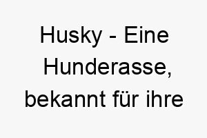 husky eine hunderasse bekannt fuer ihre ausdauer und staerke ein kraftvoller name fuer einen robusten oder energischen hund 19982