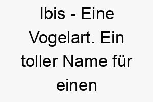 ibis eine vogelart ein toller name fuer einen hund der voegel liebt oder der gerne draussen ist 20468