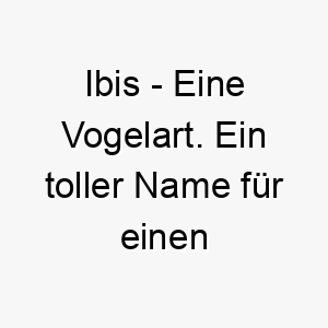 ibis eine vogelart ein toller name fuer einen hund der voegel liebt oder der gerne draussen ist 20468