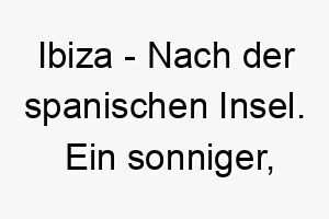 ibiza nach der spanischen insel ein sonniger froehlicher name fuer einen hund der das meer und das strandleben liebt 20485