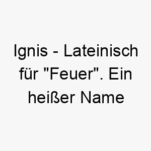 ignis lateinisch fuer feuer ein heisser name fuer einen energiegeladenen hund 20459