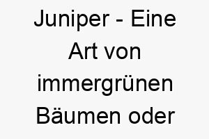 juniper eine art von immergruenen baeumen oder straeuchern ein natuerlicher name fuer einen hund der die natur liebt 20861