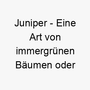 juniper eine art von immergruenen baeumen oder straeuchern ein natuerlicher name fuer einen hund der die natur liebt 20861