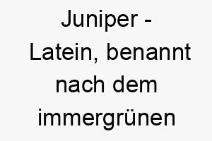 juniper latein benannt nach dem immergruenen baum bedeutung als hundename ideal fuer einen lebhaften oder ausdauernden hund 15172