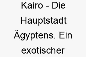 kairo die hauptstadt aegyptens ein exotischer name fuer einen einzigartigen hund 21177