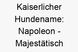 kaiserlicher hundename napoleon majestaetisch und maechtig fuer mutige vierbeiner 23292