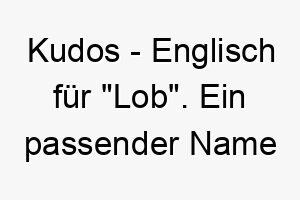 kudos englisch fuer lob ein passender name fuer einen hund der immer gut gemacht hat 21170