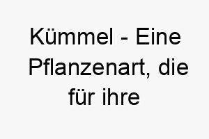 kuemmel eine pflanzenart die fuer ihre aromatischen samen bekannt ist ein wuerziger name fuer einen hund mit einer starken persoenlichkeit 21275