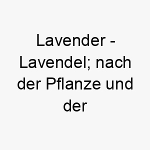 lavender lavendel nach der pflanze und der farbe benannt 21763