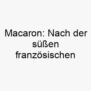 macaron nach der suessen franzoesischen delikatesse ein suesser name fuer einen besonders suessen hund 22452