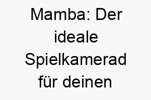 mamba der ideale spielkamerad fuer deinen flinken vierbeiner 22826