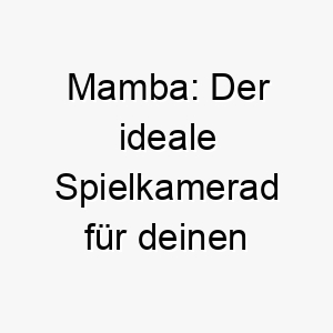 mamba der ideale spielkamerad fuer deinen flinken vierbeiner 22826