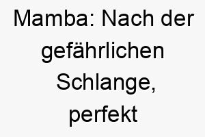 mamba nach der gefaehrlichen schlange perfekt fuer einen schnellen agilen hund 22689