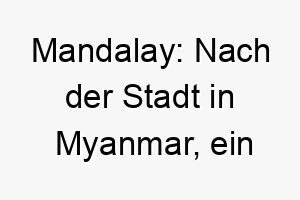 mandalay nach der stadt in myanmar ein exotischer und abenteuerlustiger name fuer einen weltgewandten hund 22460