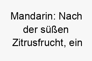 mandarin nach der suessen zitrusfrucht ein suesser und fruchtiger name fuer einen kleinen lebhaften hund 2 22695