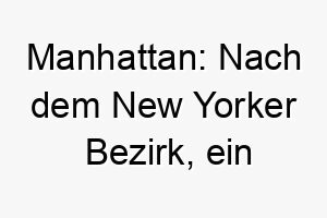 manhattan nach dem new yorker bezirk ein eleganter und schicker name fuer einen urbanen hund 22442