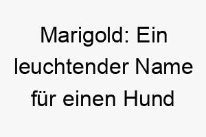 marigold ein leuchtender name fuer einen hund voller sonne und glueck 22845