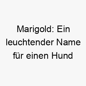 marigold ein leuchtender name fuer einen hund voller sonne und glueck 22845