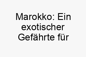 marokko ein exotischer gefaehrte fuer entdeckerherzen 22805